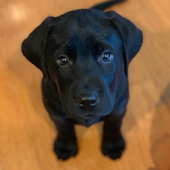 Meet your Posher, Lisa - Picture 1 of 1